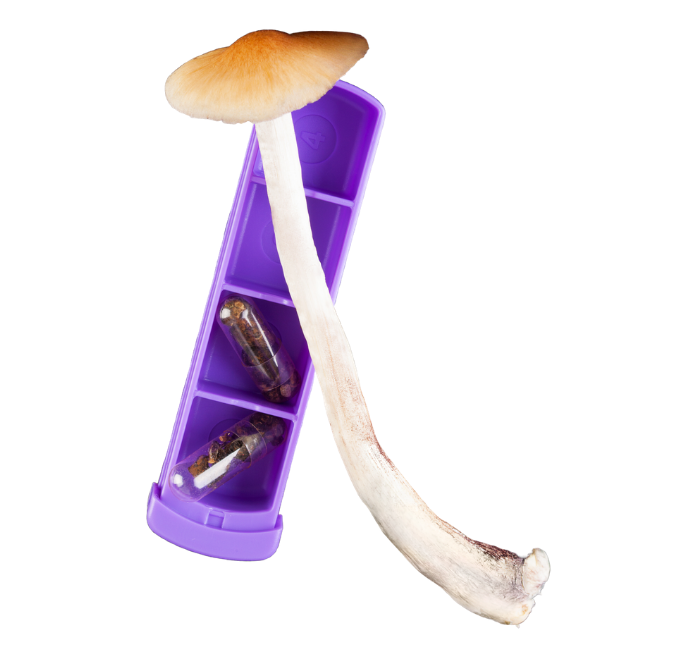 buy magic mushrooms online california